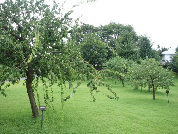 「根城の広場」の中の「実のなる木」