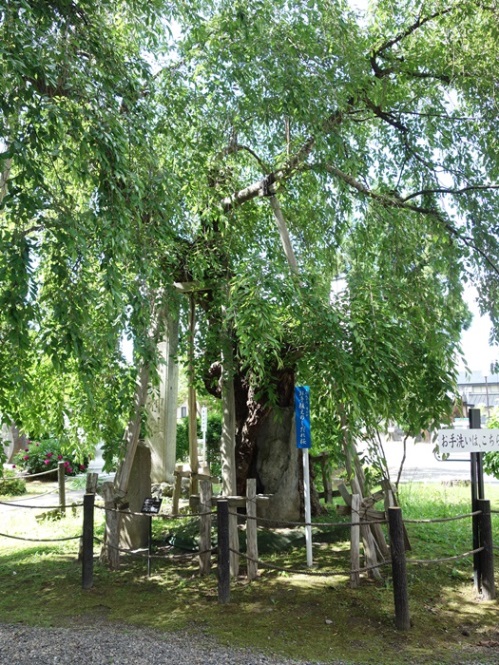 上杉景勝公お手植えの桜
