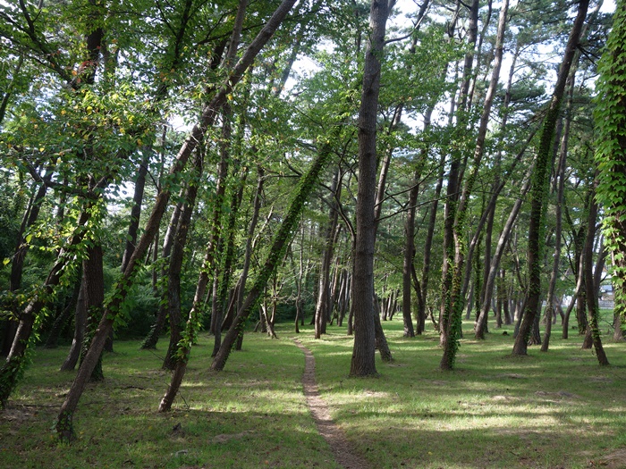 能代風の松原