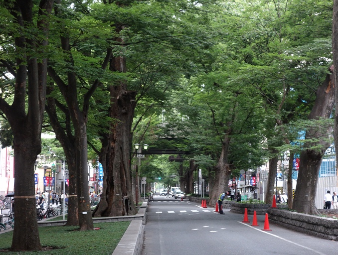 府中市　ケヤキ並木