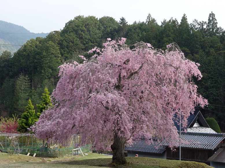 枝垂れ桜