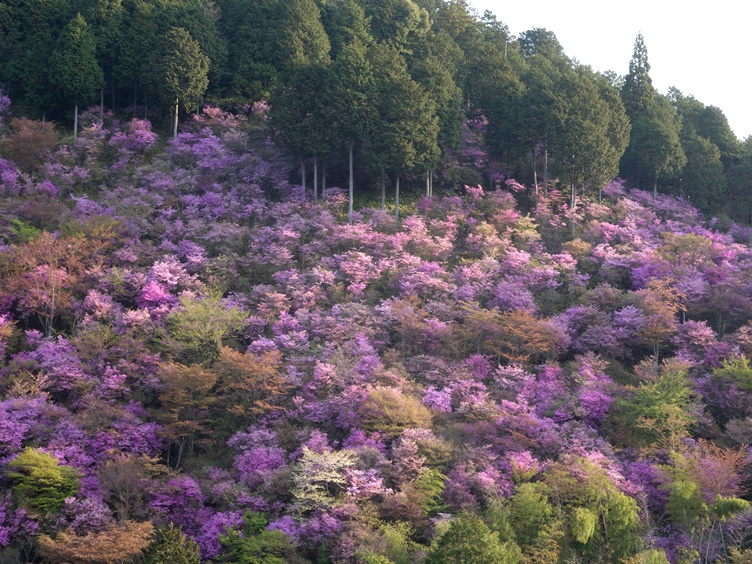もみぢ家からのツツジ