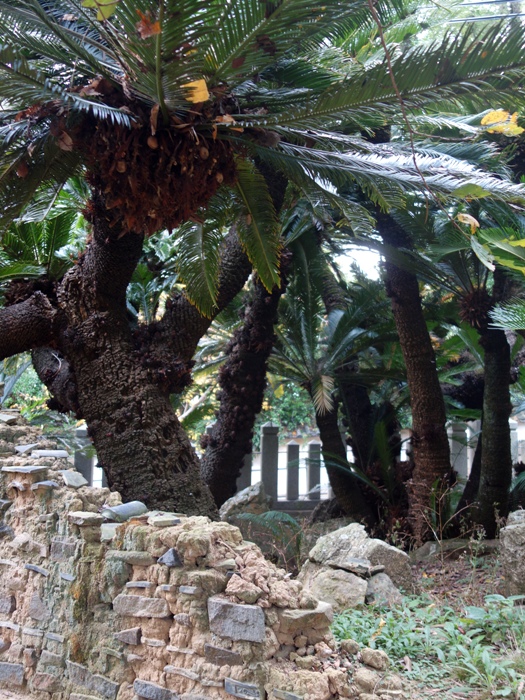 賀茂神社のソテツ