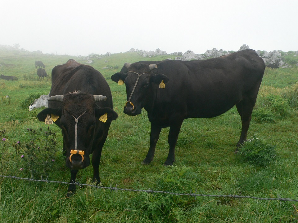 四国カルストの牛