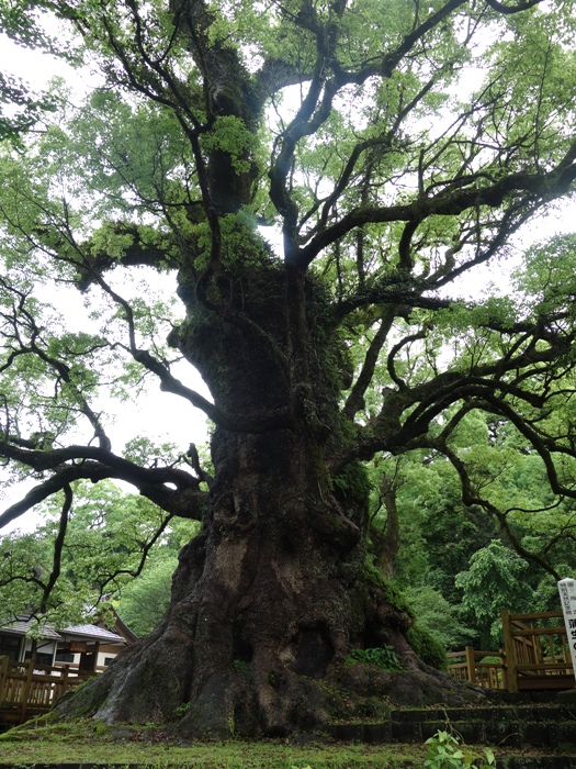 蒲生八幡神社の大クス