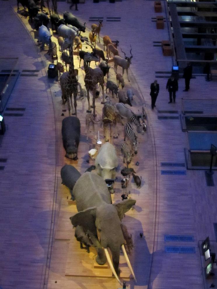 進化大陳列館・ほ乳類の大行進